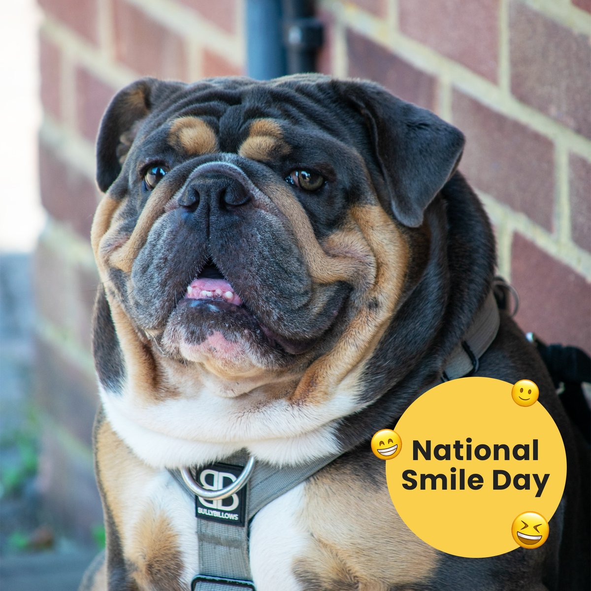 AldridgeCars's tweet photo. Let us make you smile, just like Rufus here! 😄🐾  

Whether it's National Smile Day or any day, we're here to bring joy to your car-buying journey. 

WhatsApp us on 07887 570000 to find your next dream car, or visit our website- https://t.co/pV4RL4xZ4F https://t.co/Y9uyrxyHWX