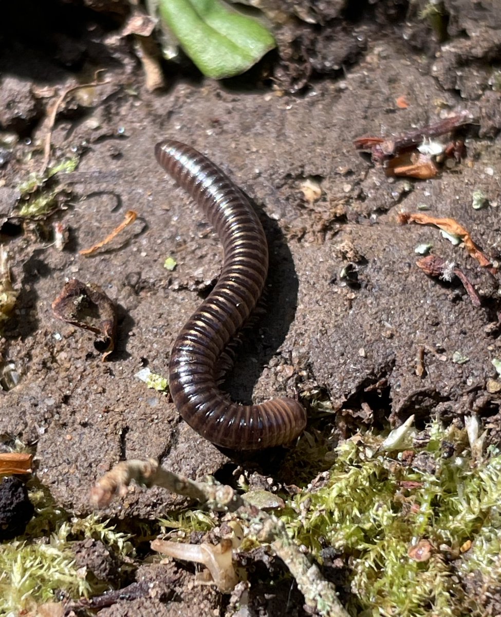 Our #TransformingLives Trainee Eve found this lovely #Millipede whilst litter picking at #EyeGreenNatureReserve. 

#DYK Millipedes provide a tasty treat for #Toads? To discover more great facts about toads head to bit.ly/3QBbHNG