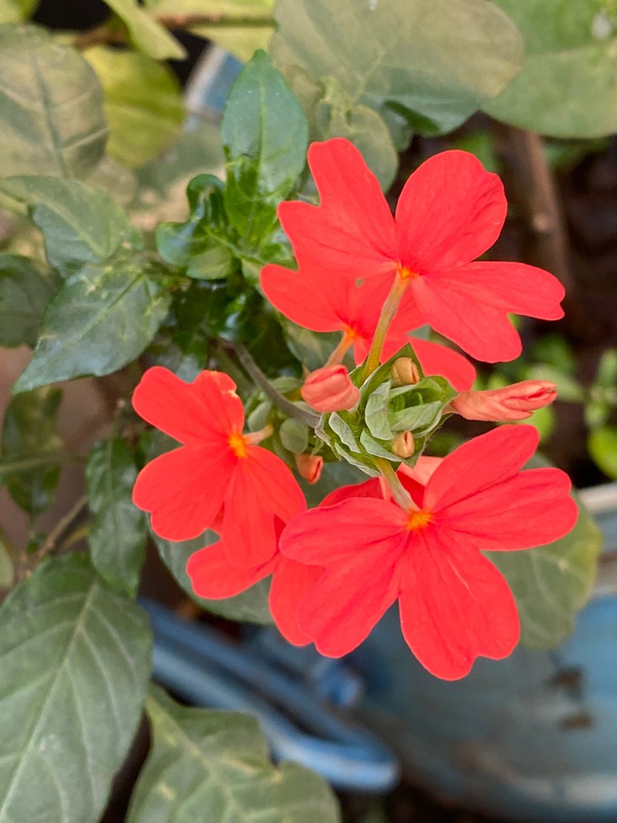 prajkta2406's tweet photo. @mabend2  ताई तुझ्या साठी
#Theme_pic_India_flowers
#crossandra https://t.co/OI4iHDiRVa