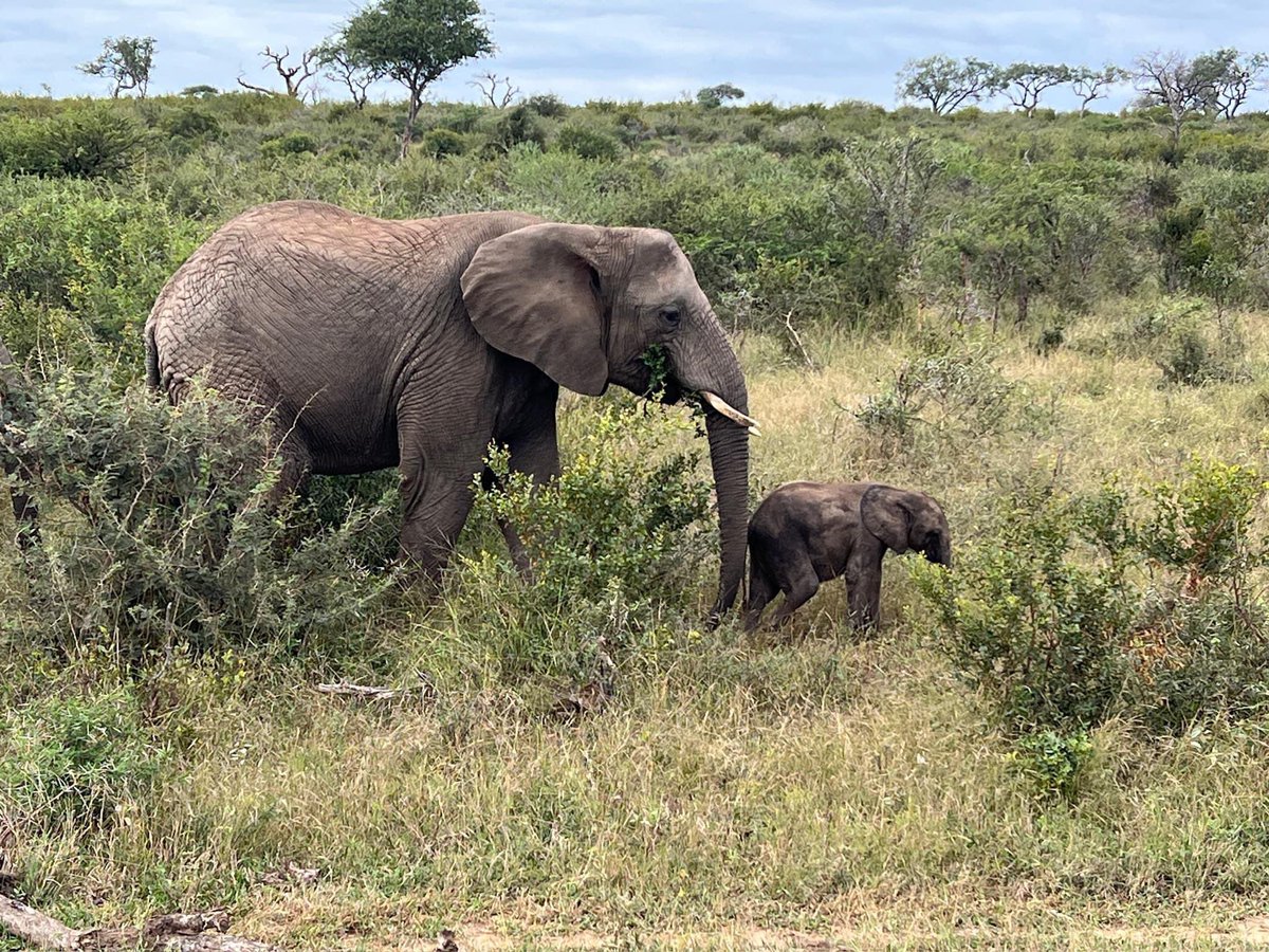 Amazing allomother Kumbura has been lavishing all her love and attention on the newest baby in the herd, Phabeni. This does mean that she tends less to Khanyisa and has somewhat signalled to the 4-year-old she helped raise that the newest calf in the family now needs her more.