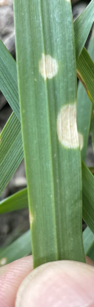 Steven Simpfendorfer tweet media