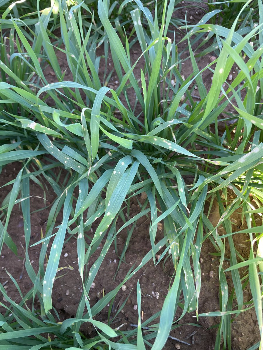 Multiple reports this week (Coona to Qld) of circular bleached spots in cereals. Debate if contact herbicide or droplet freeze. Key message is NOT disease so fungicide application not warranted. No yellow margin and white not tan so NOT yellow spot! agric.wa.gov.au/mycrop/diagnos…