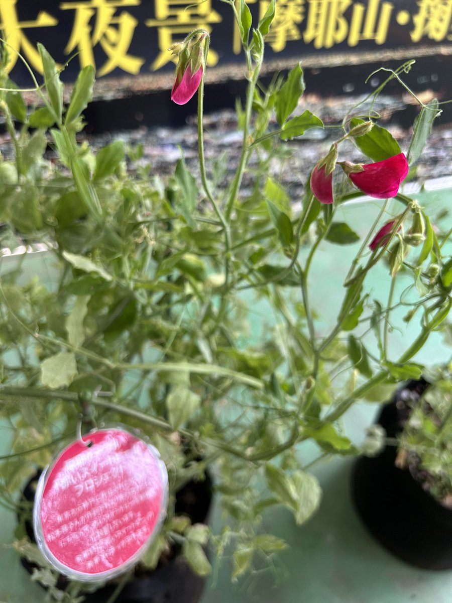 MayaViewline's tweet image. 線路の脇のつぼみは赤いスイートピー❤️

#摩耶ケーブル 
#発車メロディ 
#赤いスイートピー