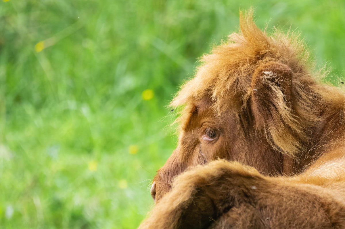 When walking across farmland, if cattle react aggressively & move towards you, keep calm. 

Take the shortest, safest route out of the field. If you have a dog, release it so it can find its own way to safety. 

More tips: orlo.uk/v0g9G
#KnowTheCode #RespectProtectEnjoy