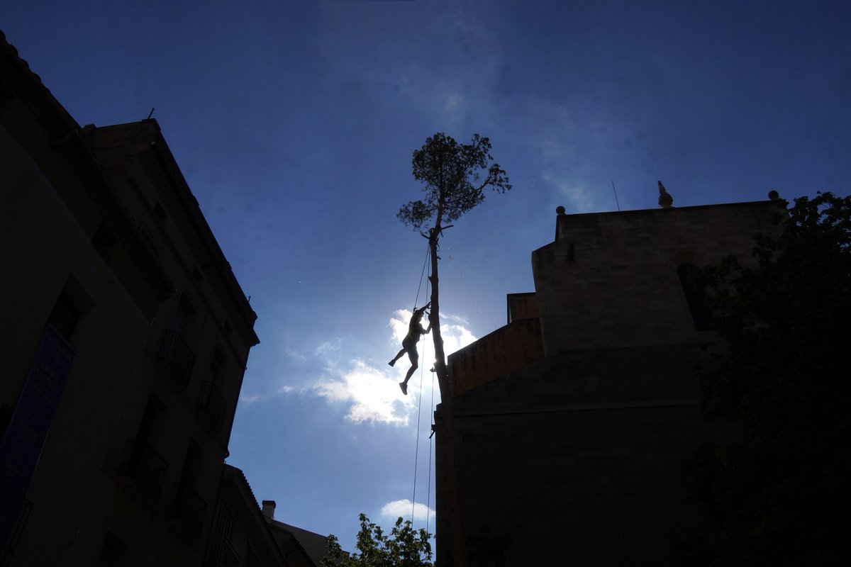 Arbre de Maig Igd tweet media