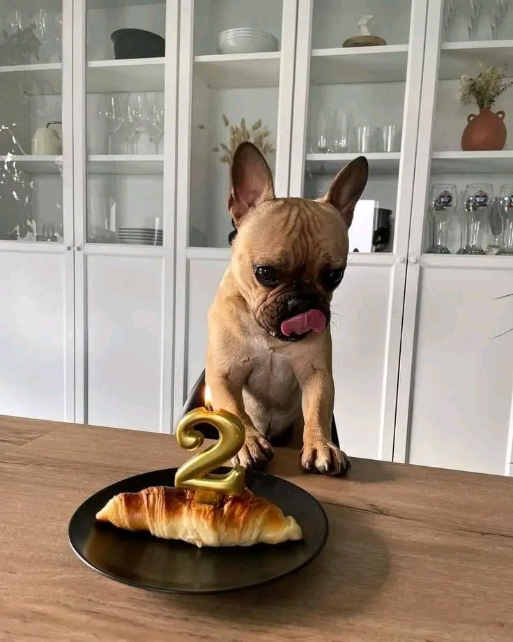 FrenchBulldog72's tweet photo. 🎉🎉Today is my second birthday🎂 https://t.co/pnKAQVqtP0