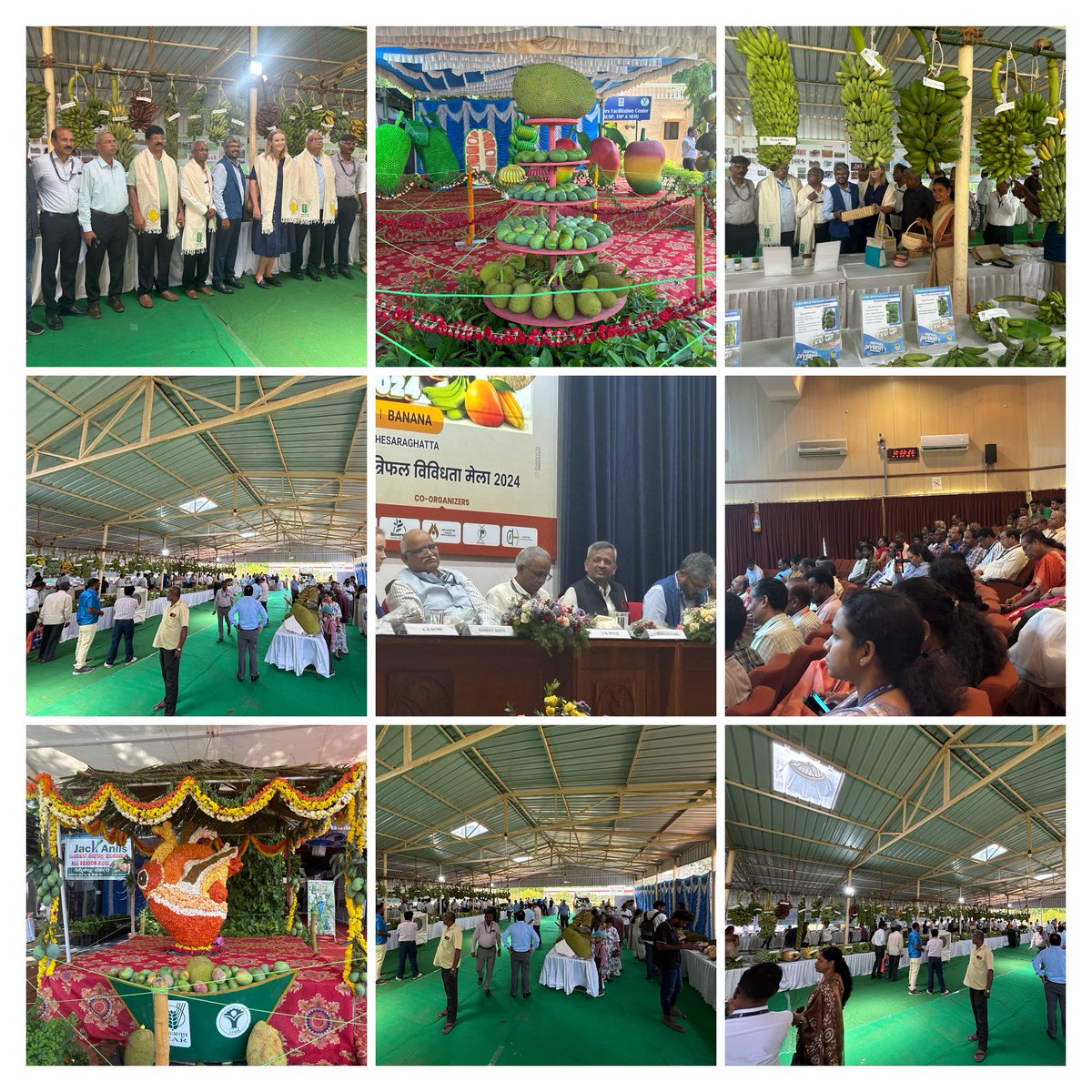 ICAR_IIHR's tweet photo. The Mango, Banana, and Jackfruit #TriPhal Diversity Fair begins today at @ICAR_IIHR Hesaraghatta. Jointly organized with @IcarNrcb, @sphindia, and @pcfruits, the fair runs from May 31 to June 2, 2024, at Hesaraghatta campus. All are invited! Witness the #Diversity! @icarindia https://t.co/vAjn5Xx4Ma