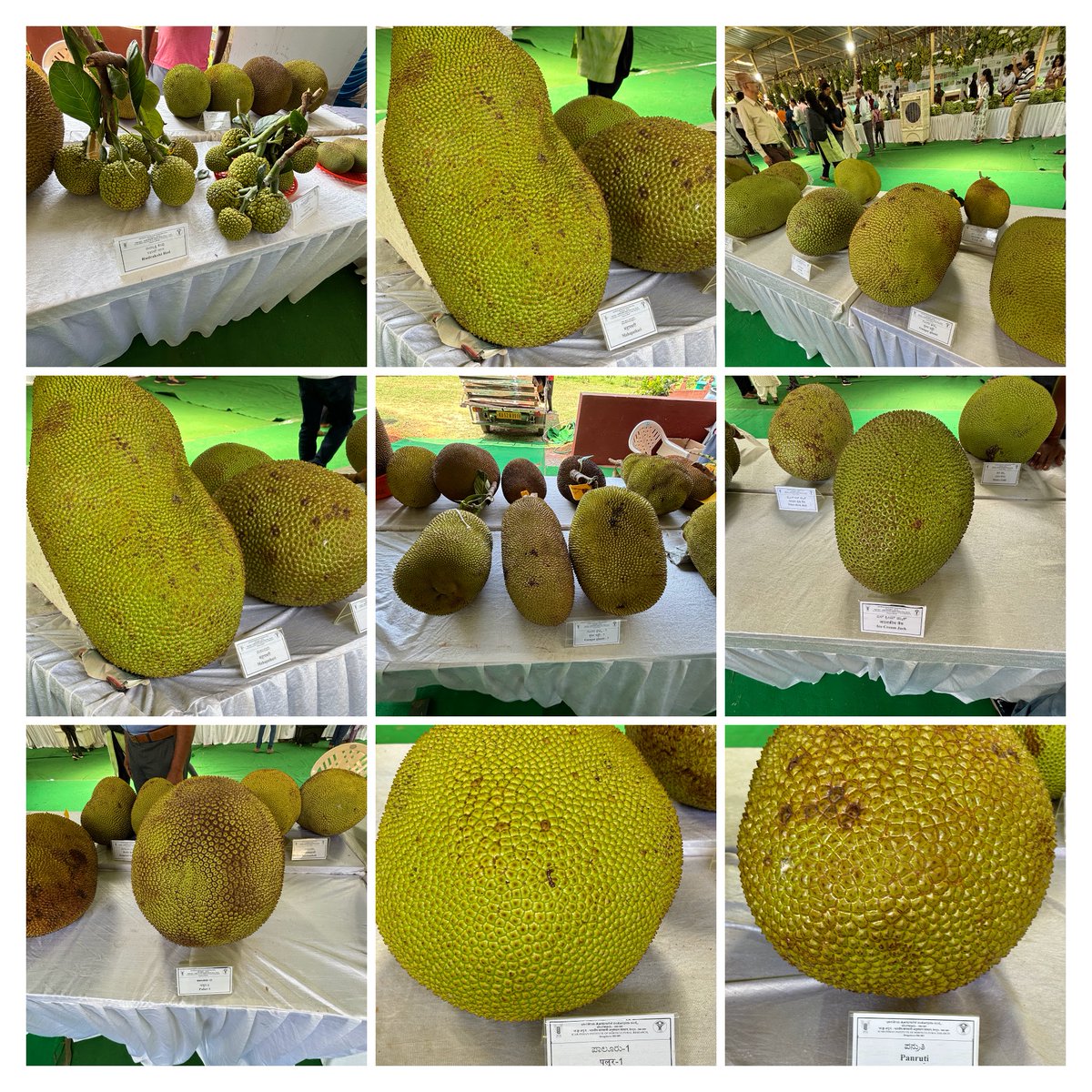 ICAR_IIHR's tweet photo. The Mango, Banana, and Jackfruit #TriPhal Diversity Fair begins today at @ICAR_IIHR Hesaraghatta. Jointly organized with @IcarNrcb, @sphindia, and @pcfruits, the fair runs from May 31 to June 2, 2024, at Hesaraghatta campus. All are invited! Witness the #Diversity! @icarindia https://t.co/vAjn5Xx4Ma