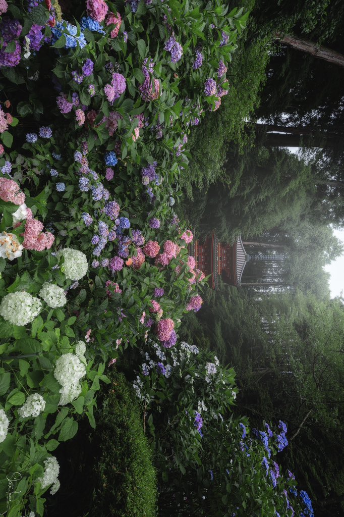 紫陽花が咲き誇るお寺がありました。