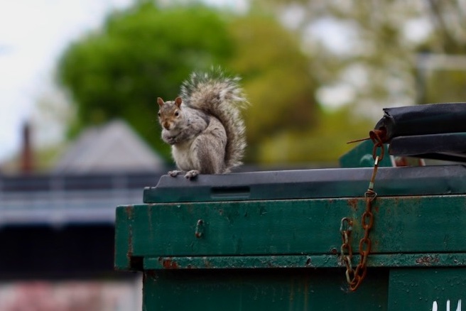 It's going to be a great #Sciuridae for nut gathering!

On the last #Sciuridae of the month, you still owe me a dumpster full of nuts. Pay up before your June dues come due!

Every day is #Sciuridae!

#fightlikeasquirrel #SquirrelStrong 🐿️💪#SaveGreySquirrelUK #SquirrelScrolling
