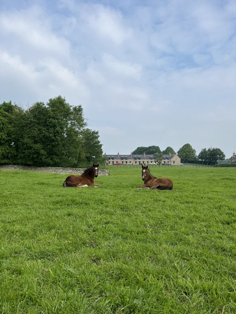 These fillies have settled in well back here at Floors 😍 L- Calyx x Miss Bates R- Sioux Nation x Anna Maria @brookesbldstck @coolmorestud #FoalFriday