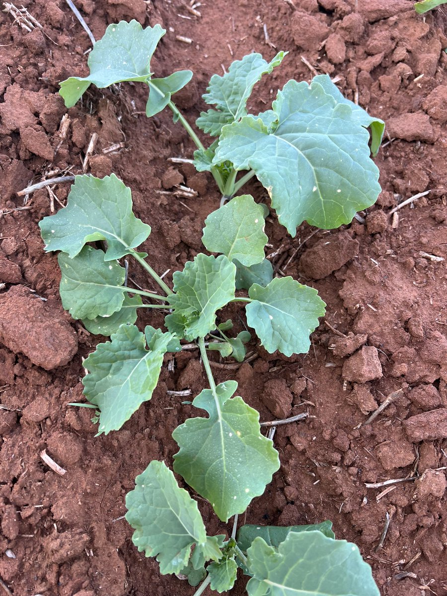 Barry Haskins tweet media