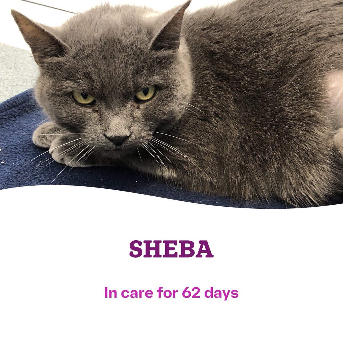 CatsTyneside's tweet image. 😿🐾 Our long-stay cats 🐾😿

We'd love it if we could find them their #happilyeverafter in June, could you help us to help them by sharing this post? 🫶🏻 let's make the upcoming month a grrreat one! 😻

Head over to our website for more info 👇🏻👇🏻
cats.org.uk/tyneside