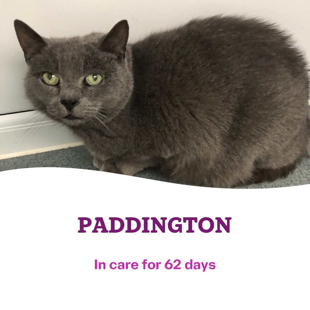 CatsTyneside's tweet image. 😿🐾 Our long-stay cats 🐾😿

We'd love it if we could find them their #happilyeverafter in June, could you help us to help them by sharing this post? 🫶🏻 let's make the upcoming month a grrreat one! 😻

Head over to our website for more info 👇🏻👇🏻
cats.org.uk/tyneside