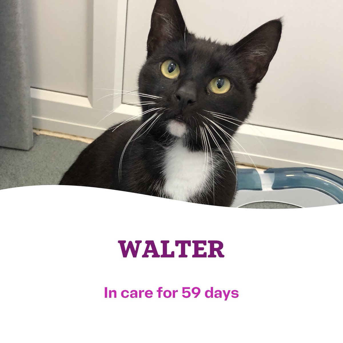 CatsTyneside's tweet image. 😿🐾 Our long-stay cats 🐾😿

We'd love it if we could find them their #happilyeverafter in June, could you help us to help them by sharing this post? 🫶🏻 let's make the upcoming month a grrreat one! 😻

Head over to our website for more info 👇🏻👇🏻
cats.org.uk/tyneside