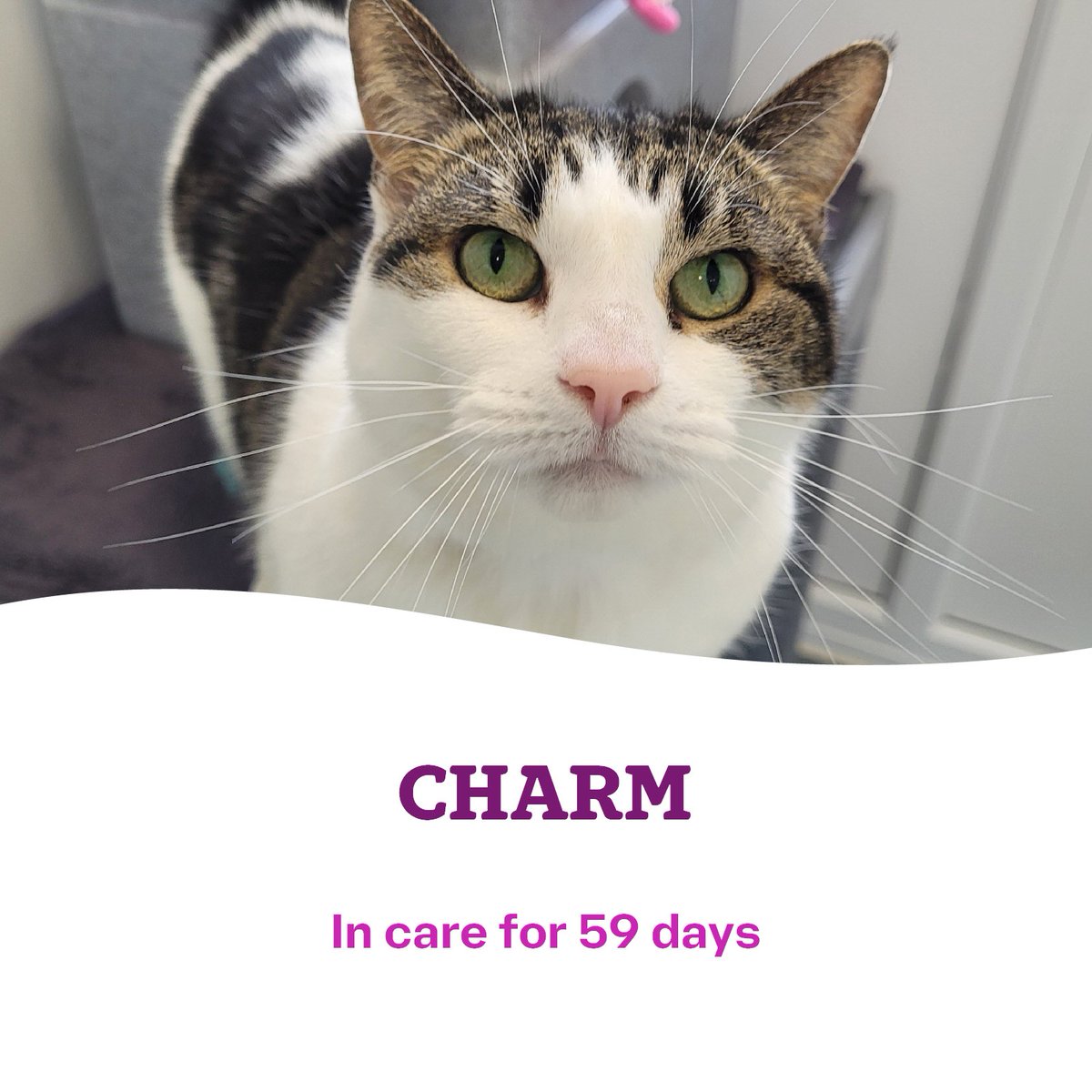 CatsTyneside's tweet image. 😿🐾 Our long-stay cats 🐾😿

If you are on the fence about adopting or you need more advice and guidance, our team are on hand to answer any Q's - simply give us a call on 0191 653 1052! Our centre is open 11am - 3pm every day, except Tuesdays! 🥰

👇🏻👇🏻
cats.org.uk/tyneside