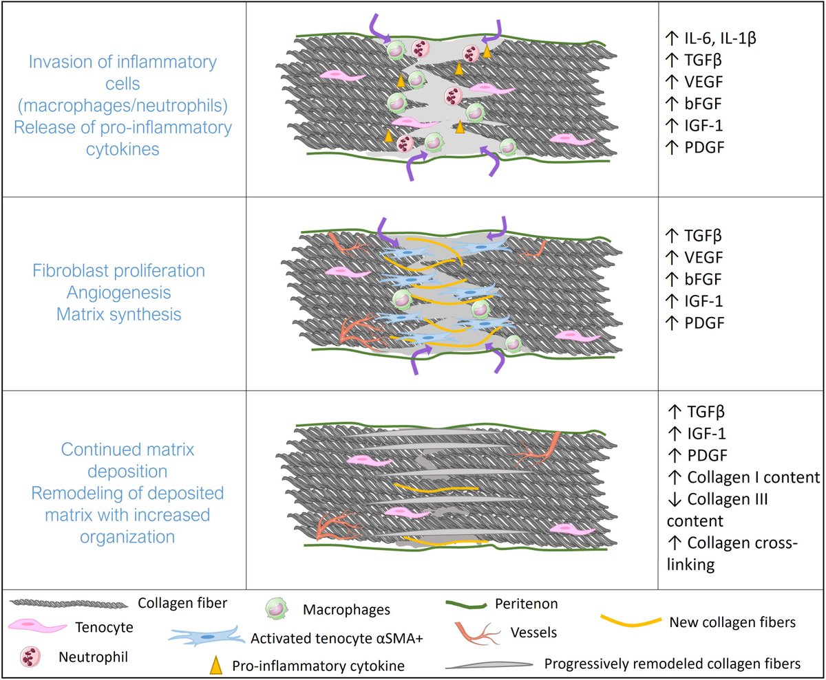 Biology and physiology of tendon healing

Main stages of the  healing process. The healing process is composed of 3 successive phases:  an inflammatory phase then a proliferative phase and finally, a  remodeling phase.

👇👇👇

pubmed.ncbi.nlm.nih.gov/38307405/