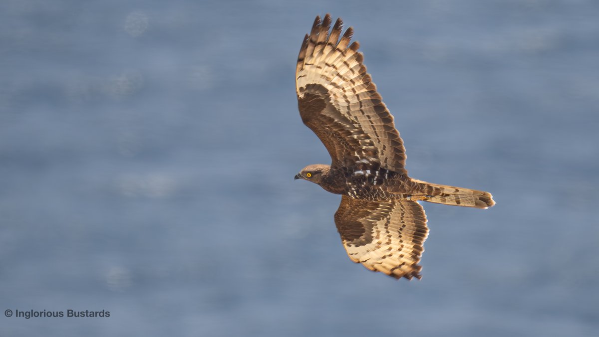 Otis_inglorius's tweet image. The flow of European Honey #Buzzards continues in The #Straits y´day

We hope to ID the project that this tagged individual is from. Field obs can help verify quantitive GPS data + efficacy of the tag.

+Booted &amp;amp; Short-toed #Eagles, Black #Kites &amp;amp; returning Griffon #Vultures