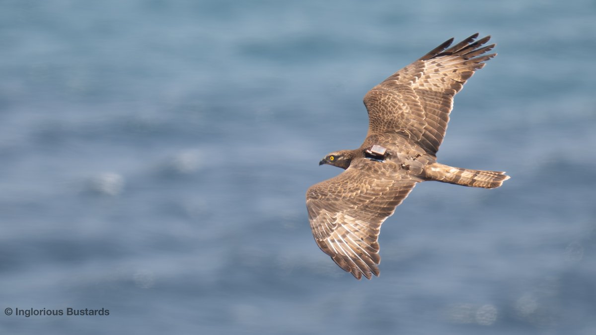 Otis_inglorius's tweet image. The flow of European Honey #Buzzards continues in The #Straits y´day

We hope to ID the project that this tagged individual is from. Field obs can help verify quantitive GPS data + efficacy of the tag.

+Booted &amp;amp; Short-toed #Eagles, Black #Kites &amp;amp; returning Griffon #Vultures