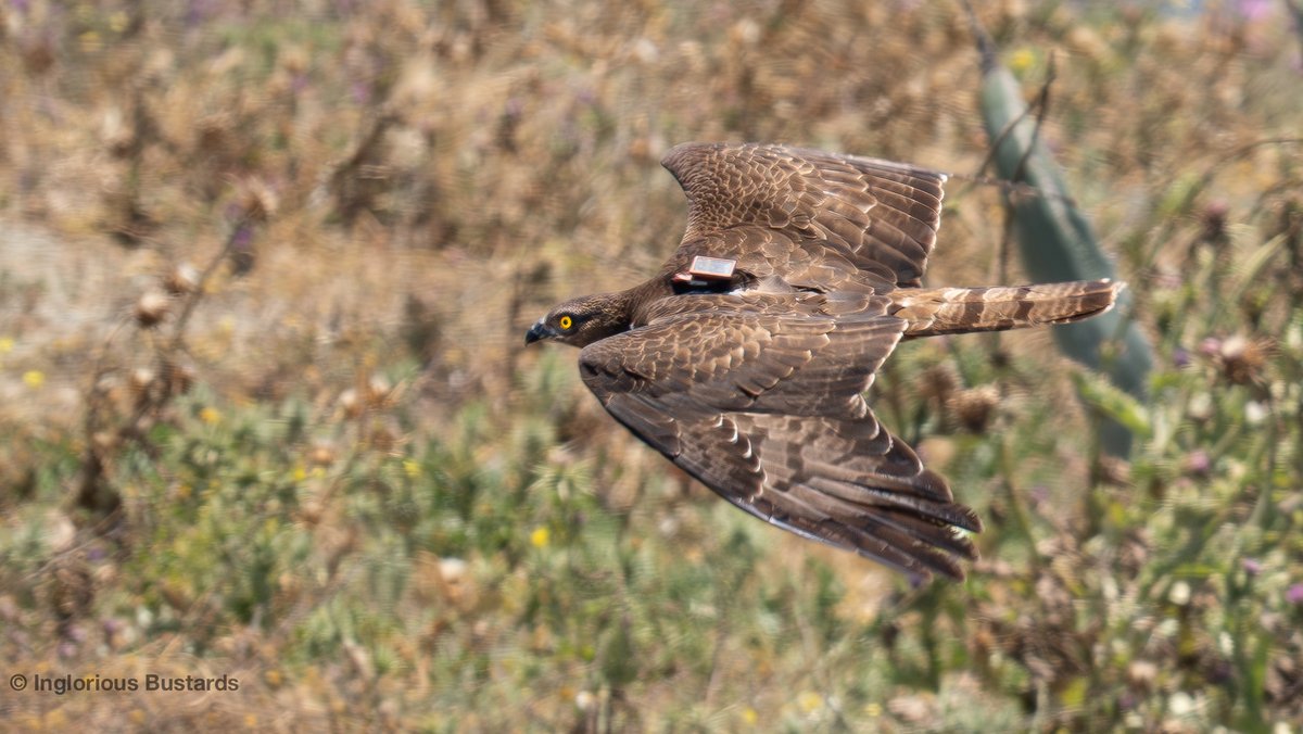 Otis_inglorius's tweet image. The flow of European Honey #Buzzards continues in The #Straits y´day

We hope to ID the project that this tagged individual is from. Field obs can help verify quantitive GPS data + efficacy of the tag.

+Booted &amp;amp; Short-toed #Eagles, Black #Kites &amp;amp; returning Griffon #Vultures