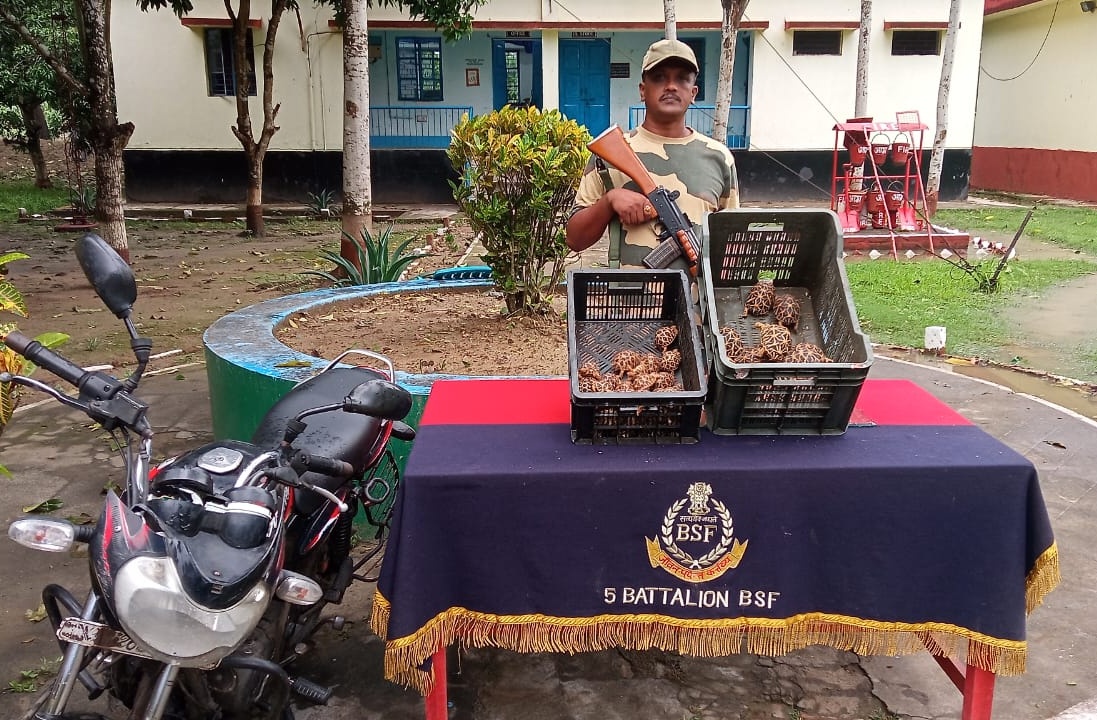 BSF_SOUTHBENGAL's tweet photo. 30.05.2024

Troops of BOP-Tentulberia @BSF_SOUTHBENGAL,while performing ops duties at the International border in Dist-N24 Pgs,#WestBengal,rescued 67 vulnerable Indian Star Tortoises,being smuggled from India to Bangladesh.
#SaveWildLife
@PetaIndia https://t.co/hRnRtvmlr8