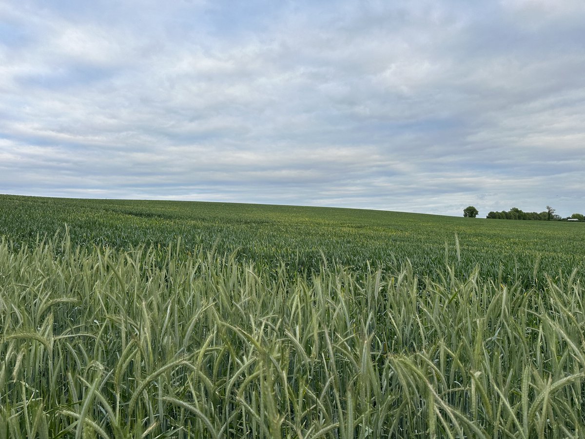 Luke Thornton tweet media