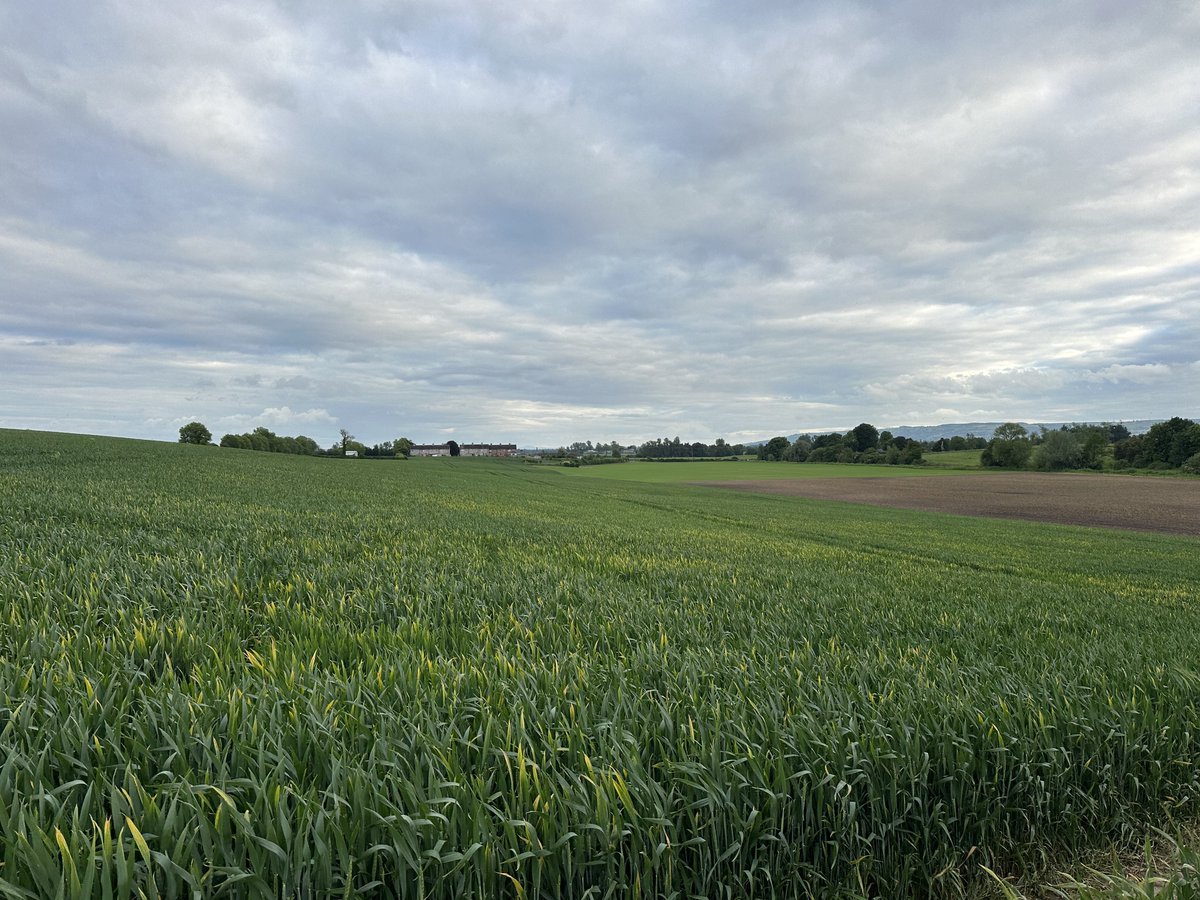 Luke Thornton tweet media