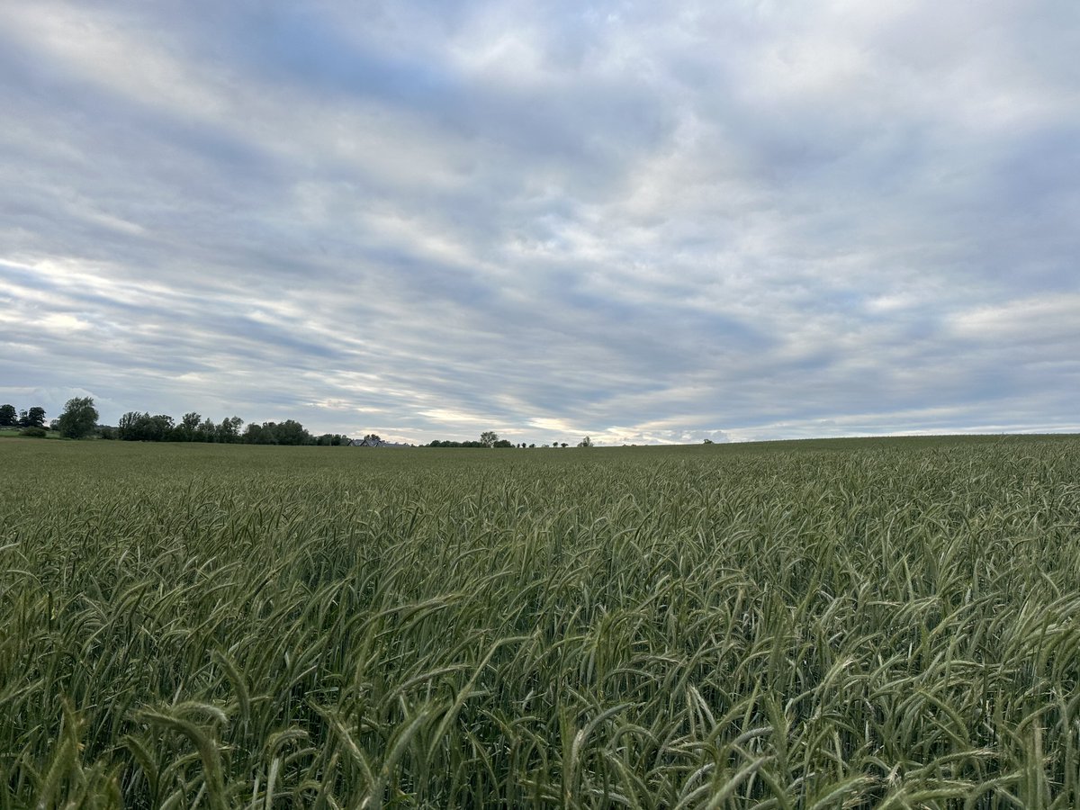 Luke Thornton tweet media