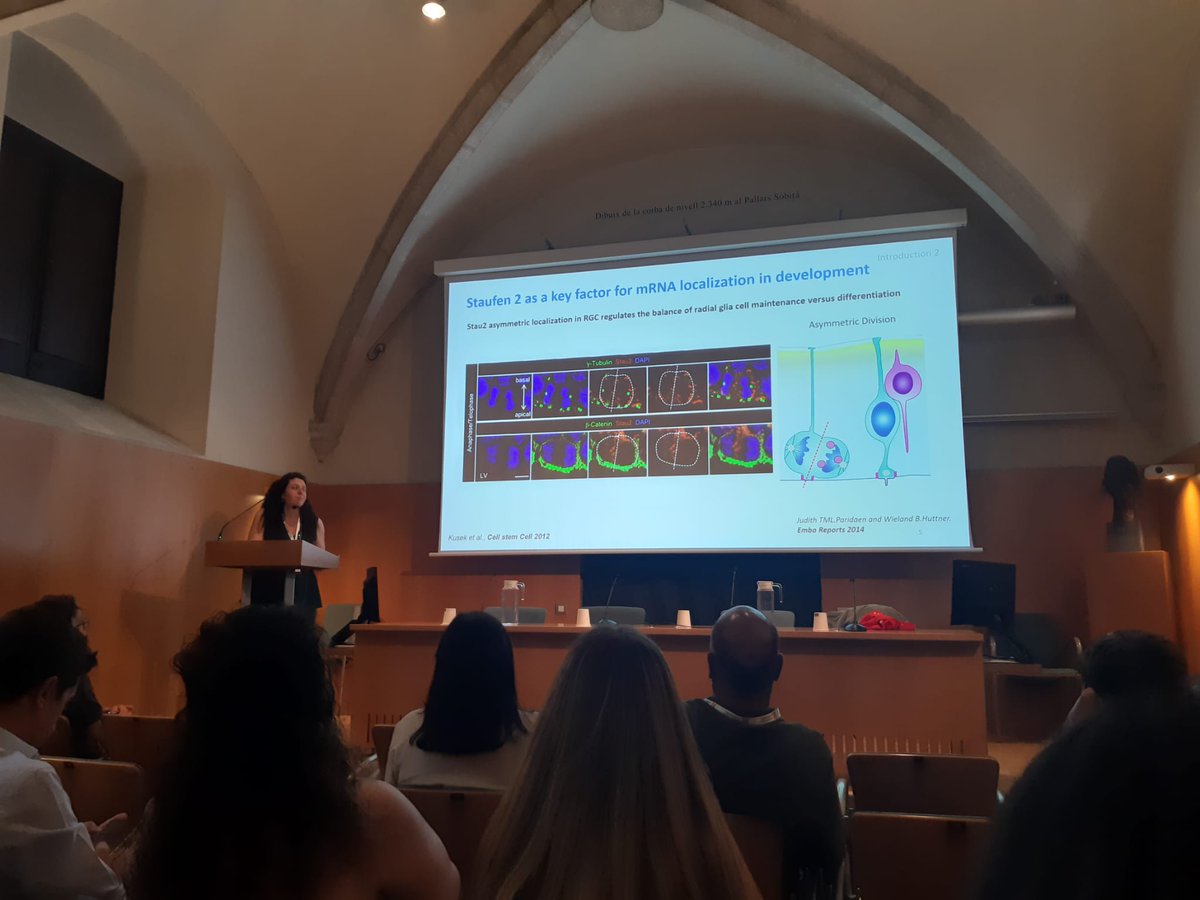PlassLab's tweet photo. Sandra @dedeusan talked about the role of STAU2 in early neurogenesis at the #NeuroSCB2024. Ana @Ana_GutiFran presented the latest results on scRNAseq analysis in AD-derived neurons. https://t.co/VEw8Kw2Coi