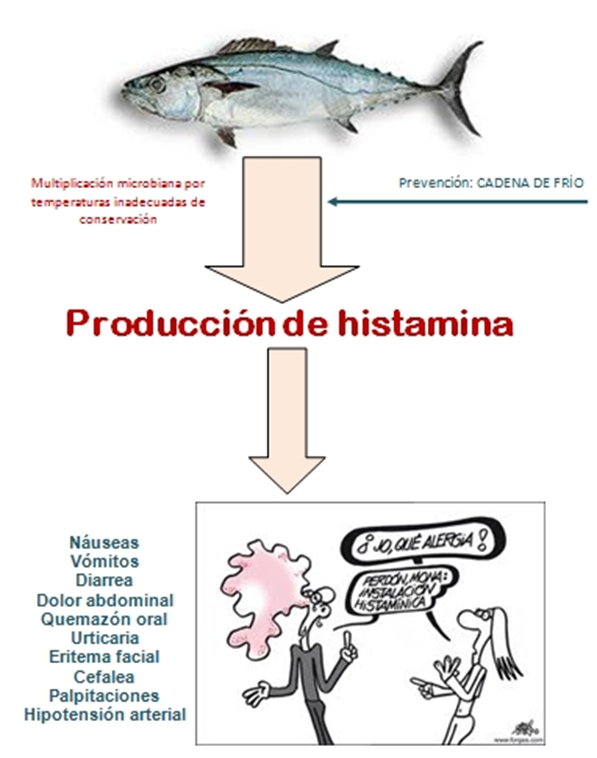 guerreroespejo's tweet photo. Escombroidosis:
- la #intoxicación por pescado más frecuente
- se debe a la producción de #histamina, por fenómenos de descomposición.
- predomina en aguas templadas o cálidas
- cuando la conservación y el transporte de pescado es rudimentario y sin los controles adecuados
3/3 https://t.co/1W3TKLOTHa