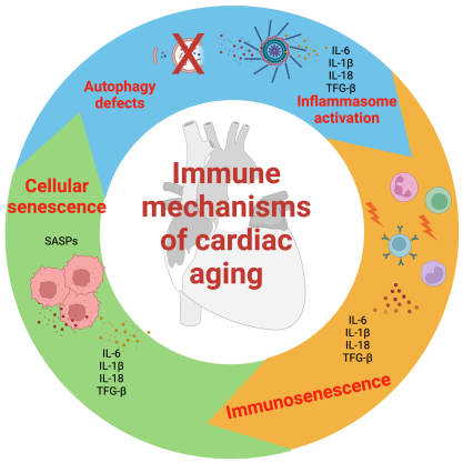 JCA_Journal's tweet photo. This review (PMID: 37092016) from Dr. Daniel R. Goldstein et al. discussed major pathophysiological pathways that lead to cardiac aging, focusing on the role of #inflamm #aging.
https://t.co/V56rzvNsPs https://t.co/c6shDm0pR8