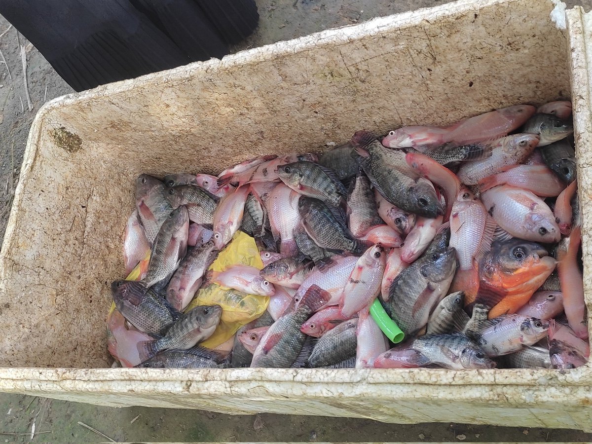 agusrogue's tweet photo. Senin (20/05), Agus Tinus, Luhkan Kotabaru, di Desa Karang Payau, melaksanakan kegiatan panen nila ukuran 4-6 sebanyak 287 kg dengan harga 35.000.
#GiatLuhkanSatminkalBWI
#ktbaru
#luhlapor
@bppp_banyuwangi
#panen
@brsdm_kp

@kkpgoid https://t.co/oJM02Hrlsw