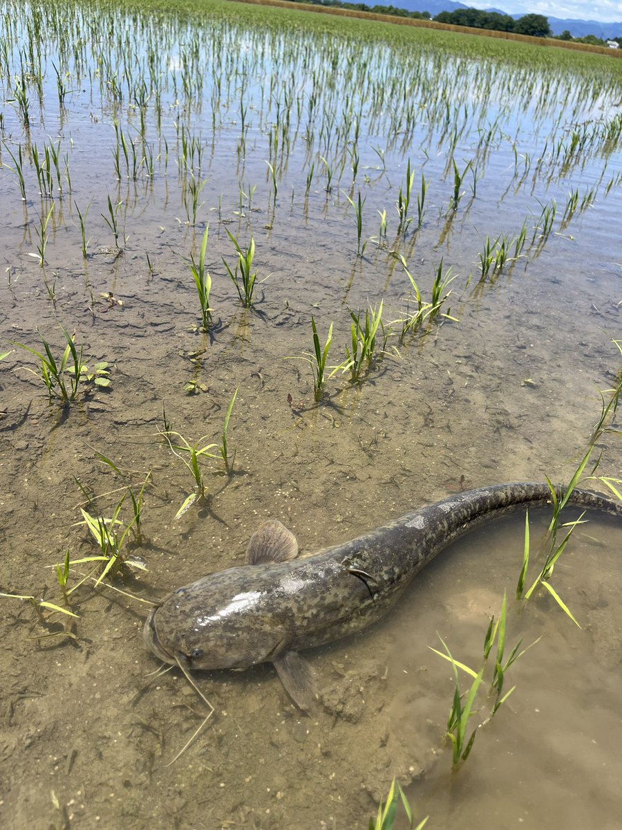 水田にナマズいた😳