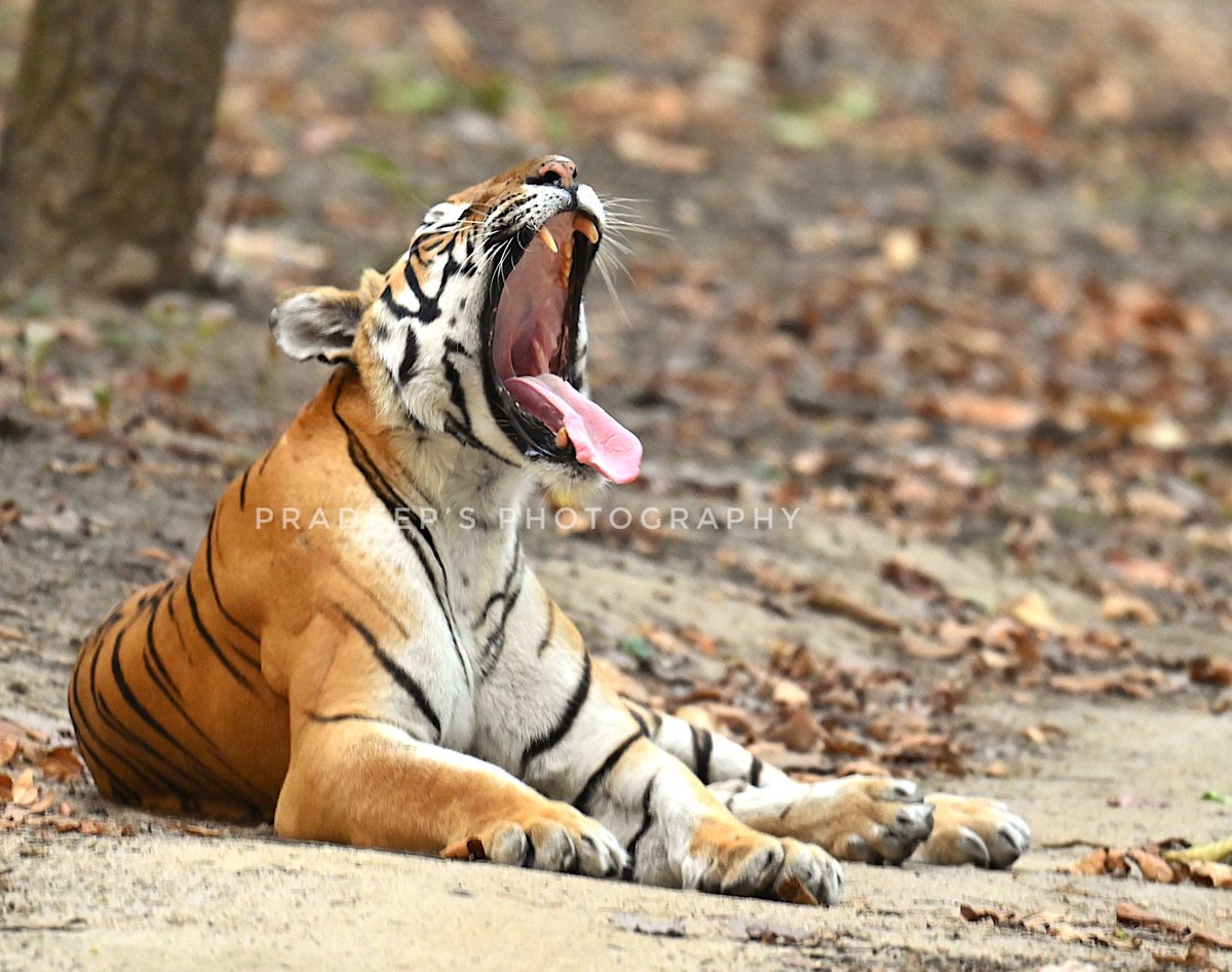 Be careful I’ve still got my canines  
#tigerpradeepsingh #pradeepswildlifeexpeditions #tigerprasangsingh #tigersafariwithpradeepsingh 
#netgeotravel #netgeowild #nationalgeographic #bbcearth #bbctravel  #sanctuaryasia #nikonphotography  #natureinfocus #animalphotography #wild