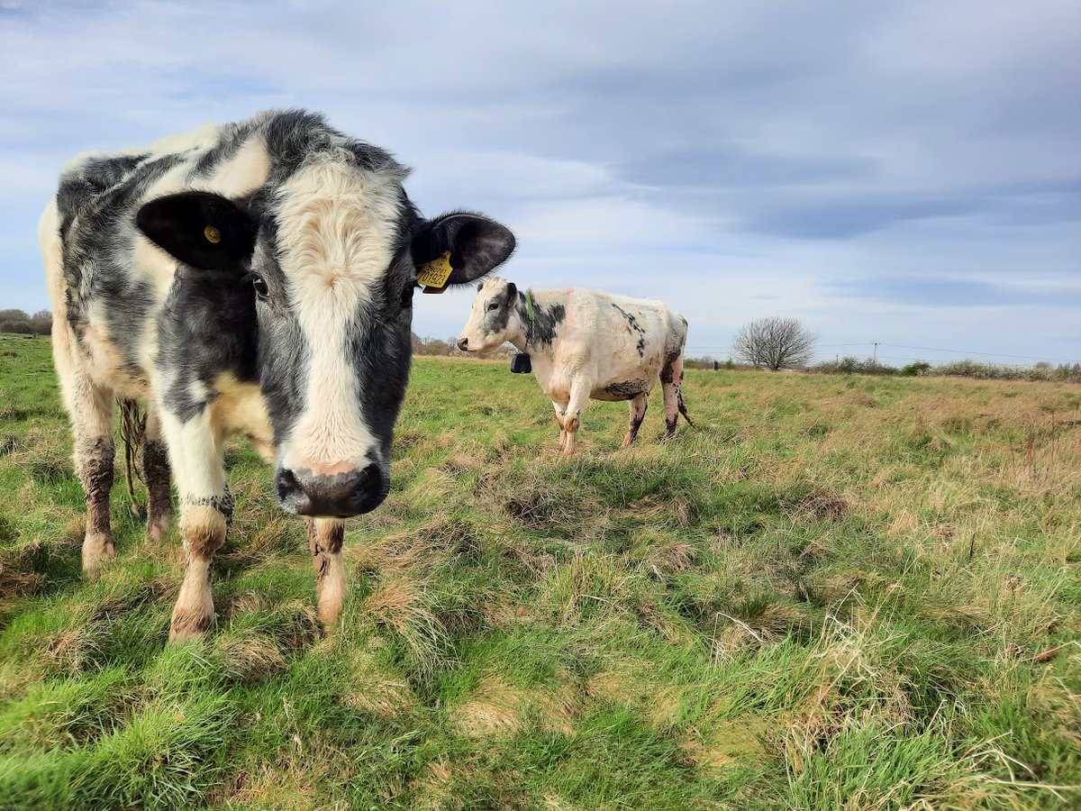 We quite often have livestock out across most of our sites for conservation grazing which enhances the habitat

Volunteer lookers are essential to livestock's wellbeing, ensuring they are in tip top condition

Lookering is also a great way of exploring the countryside!
<a href="/RMCPnews/">Romney Marsh Countryside Partnership</a>