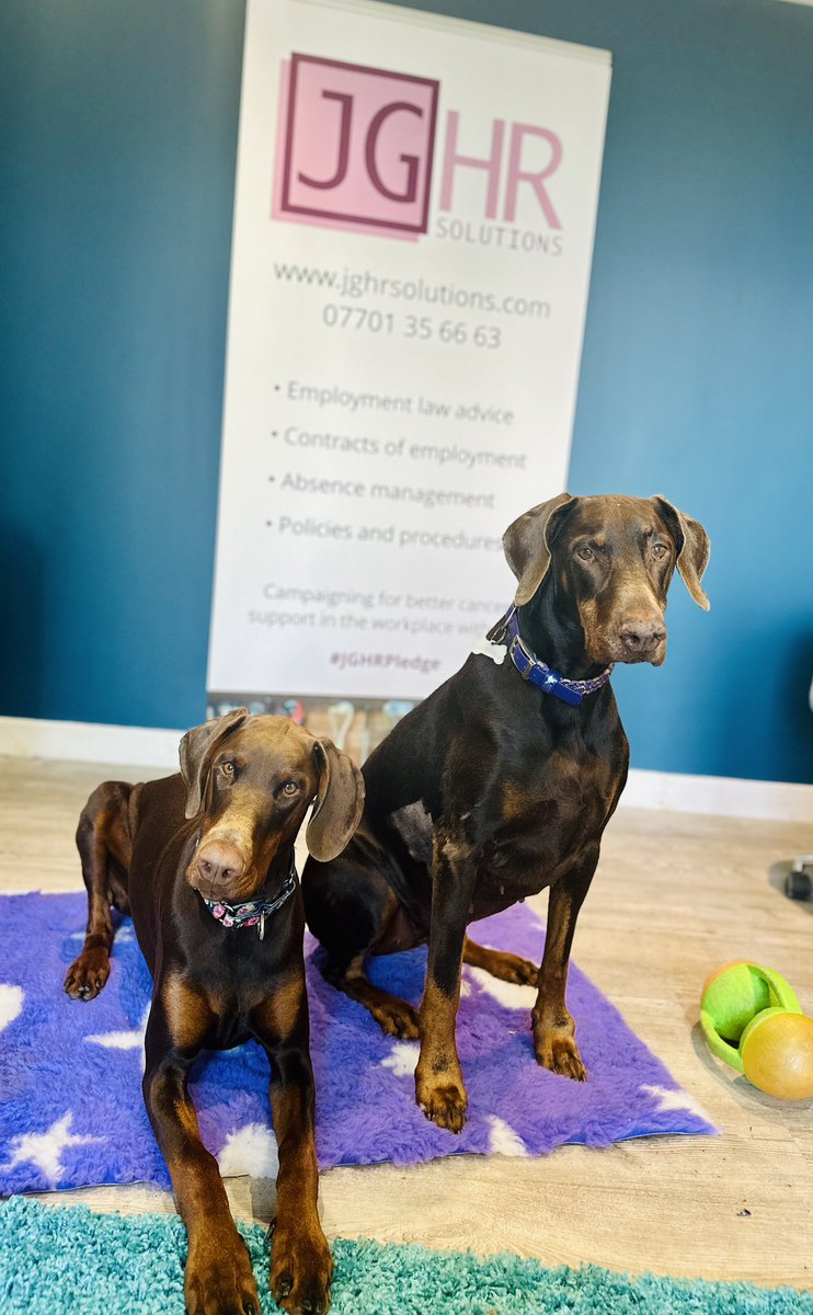 JGHRSolutions's tweet image. Office dogs! Keeping me company or keeping me distracted 😂 Indo pup &amp;amp; Rosie Posie 🐾❤️💜 #officedogs #dogsoftwitter #dobermann #puppylove #JGHRPledge #HR