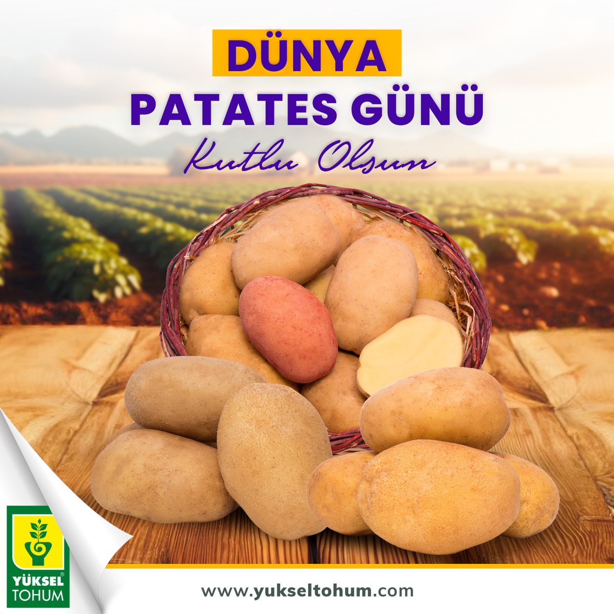 yukseltohum's tweet photo. Dünya Patates Günü Kutlu Olsun! 🥔🌱🌍

--

Happy World Potato Day! 🥔🌱🌍

#tohumıslahsanatı #tohum #artofseedbreeding #potato #worldpotatoday https://t.co/V9ISqmNxPP