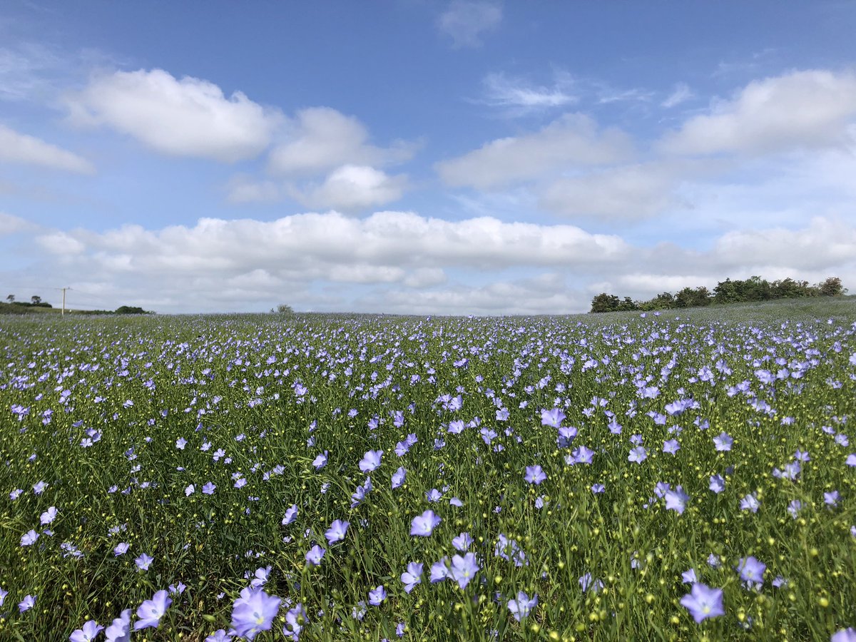 Winter linseed #arableireland 🐝🐝🐝🐝🐝