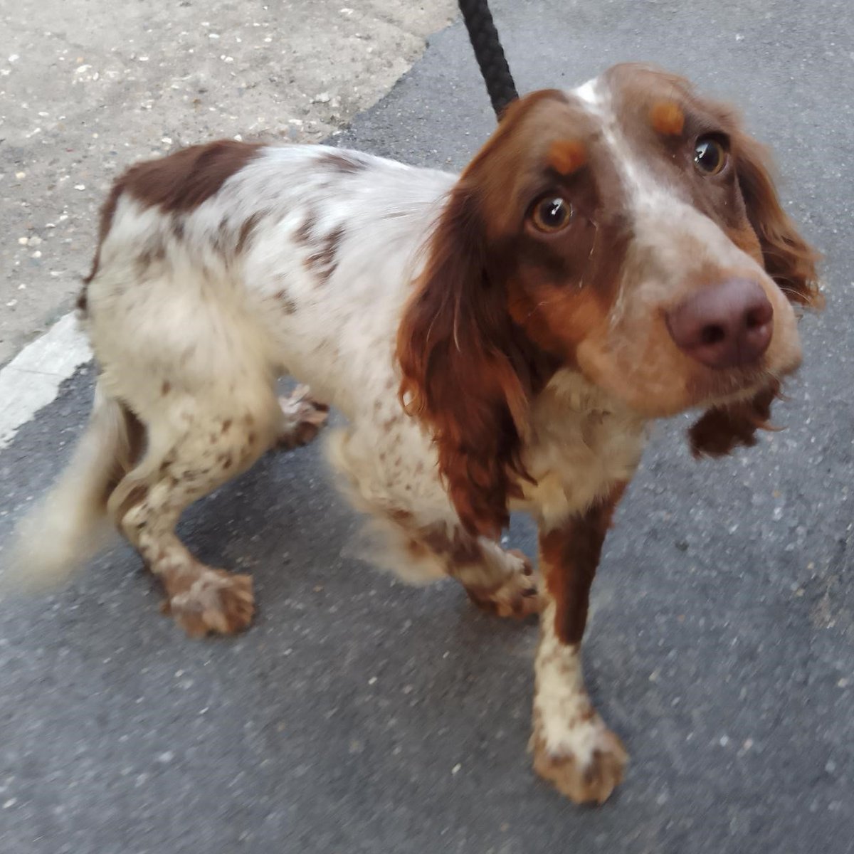 Urgent, please retweet to help find the owner or a rescue space for this stray dog, found/abandoned #STALBANS #HERTFORDSHIRE #UK 🆘
Female Cocker Spaniel,  her chip is not registered. Found 24 May. Now in a council pound for 7 days, please share widely as she could be missing or