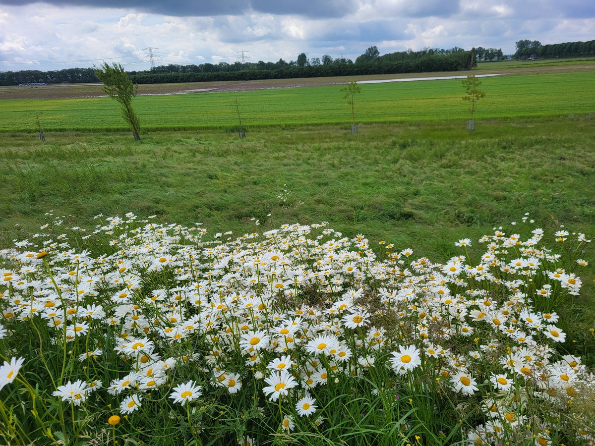 #Mei_nmooistefotos dag 31 #eigenkeuze. Foto's van mijn wandeling gisteren. De grootbloemige margrieten waren een sprookje!