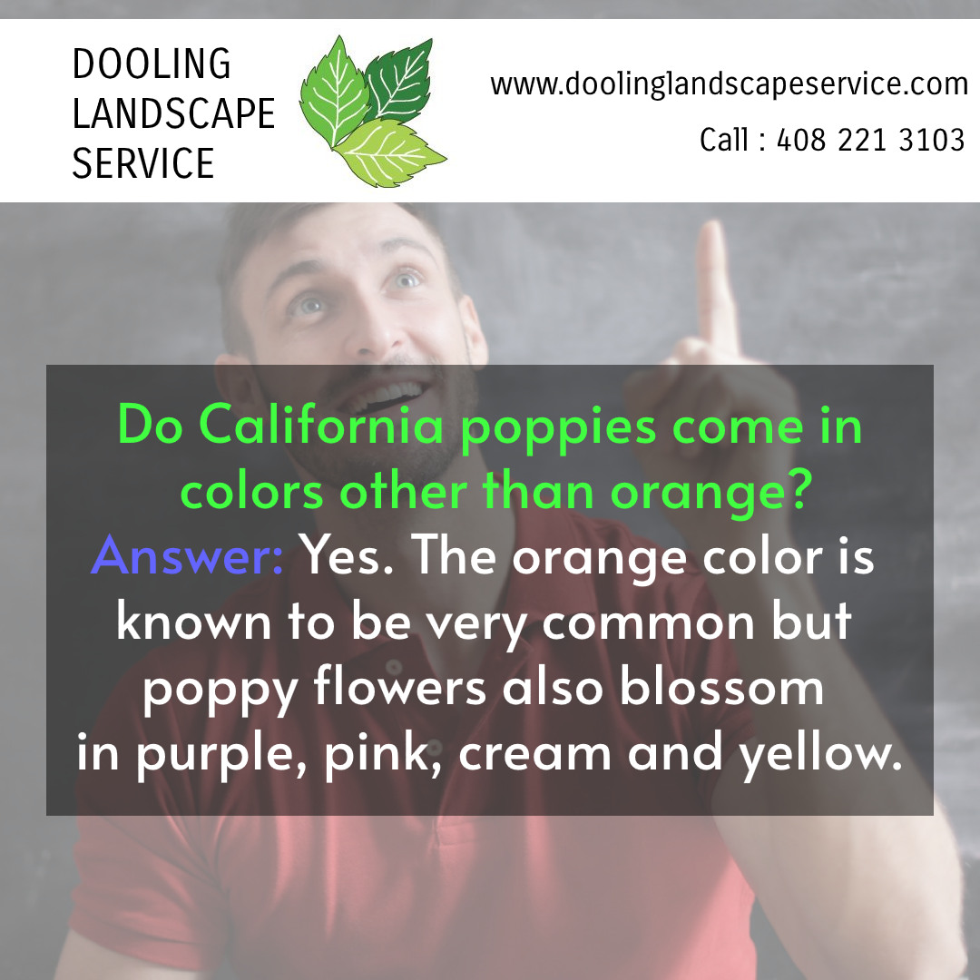 Do California poppies come in colors other than orange?

Yes. The orange color is known to be very common but poppy flowers also blossom in purple, pink, cream & yellow.

Visit us for more, doolinglandscapeservice.com

#landscape #landscapedesign #shrubs #landscapes #landscapestyles