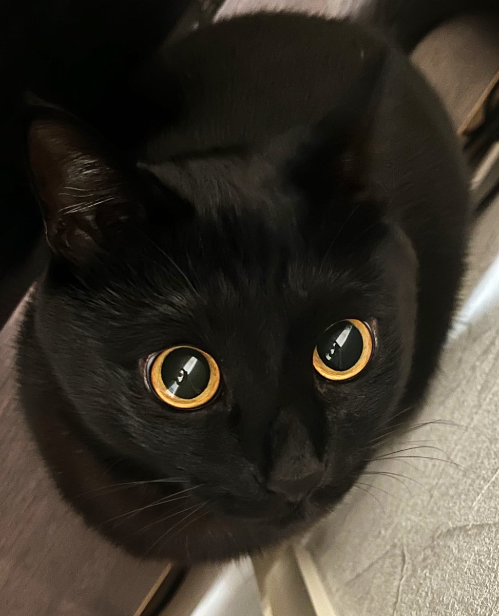 uni_kuroneko's tweet photo. きらーん。✨

#黒猫 https://t.co/RGSUS8KOoP