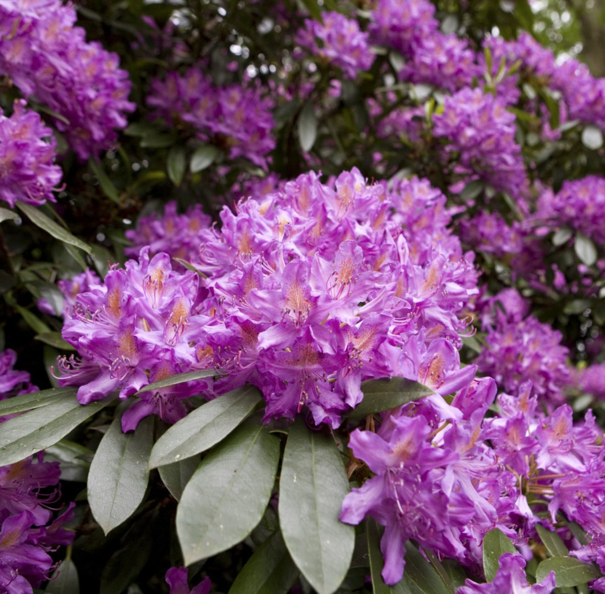 Experts warn against planting Rhododendron ponticum this spring! 🌿 This invasive species threatens UK’s temperate rainforests, outcompeting native plants.

Are we doing enough to protect our native ecosystems? 🤔

#Gardening #Conservation