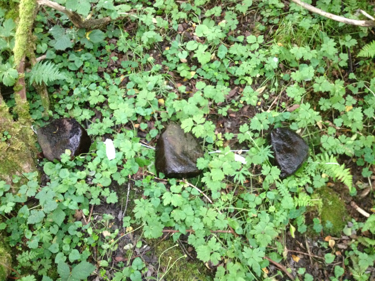 edeeyto's tweet photo. Just published in Science 🙂🌿🌲🌍🌏🌎

We included sites in the Burrishoole catchment @MarineInst as part of this global #Celldex project led by Scott Tiegs., to estimate and hence predict decomposition rates in streams 

https://t.co/qUx0Oe81Q6 https://t.co/bBqkMR3JDM