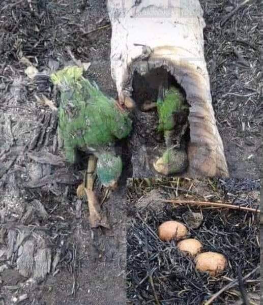 یہ بھاگ سکتی تھی ، اس کے پاس اڑنے جانے کی صلاحیت بھی تھی مگر وہ نہیں بھاگی کیونکہ ان انڈوں میں زندگیاں تھیں مگر ہم آگ لگا دیتے ہیں  کیونکہ ہمارے پاس ماچس ہے احساس نہیں ہے۔...... 

#SaveMHNP 
#FoMHNP