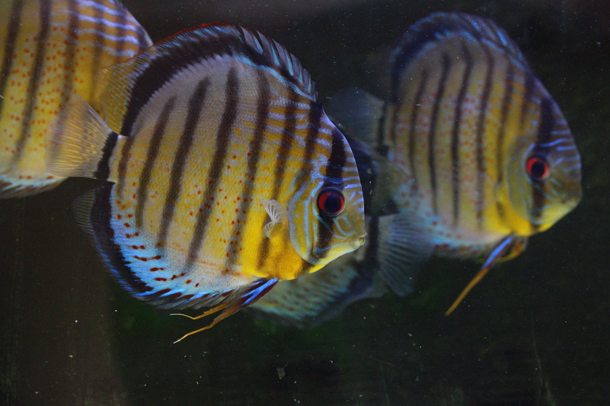 ペルーから連れて帰ったディスカスたち