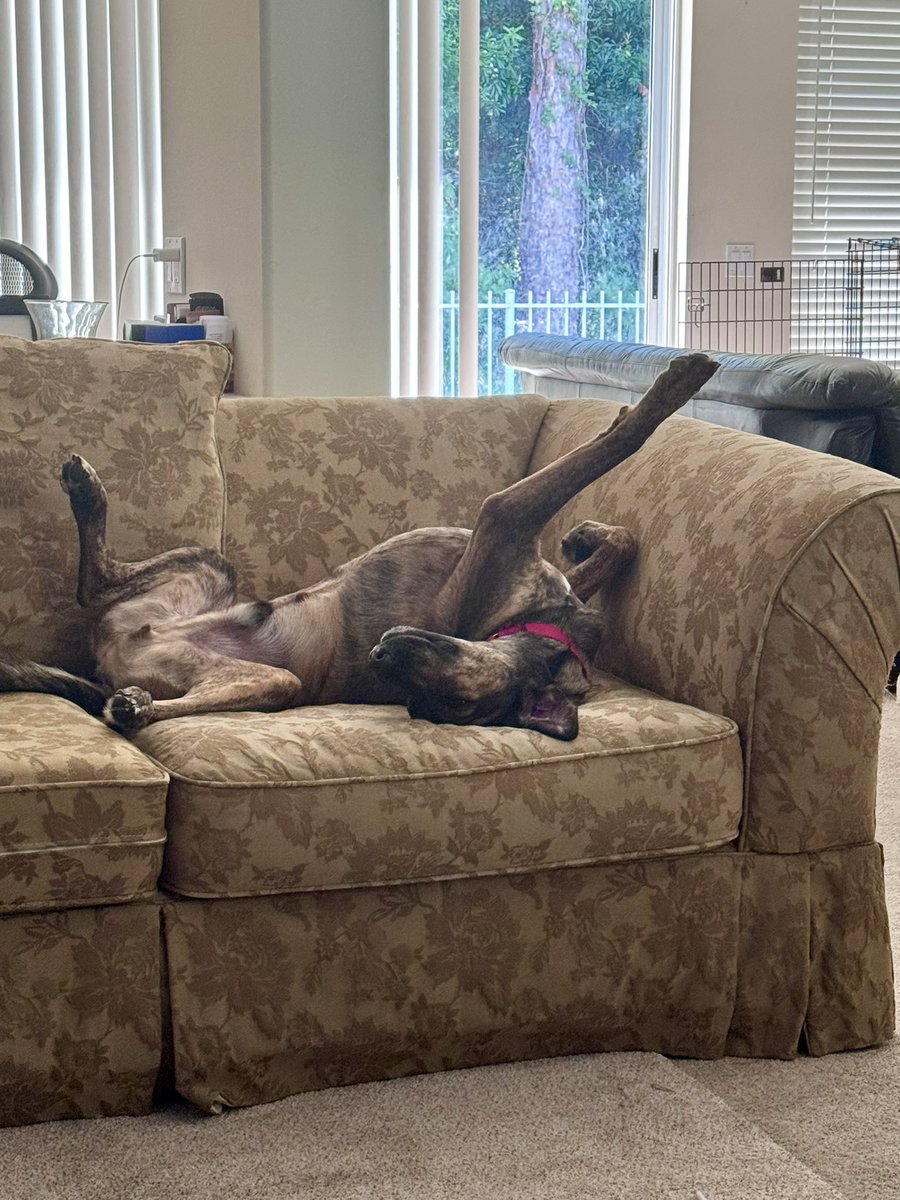 CollingsMaccrae's tweet image. #5amwritersclub wakey wakey #timetowrite #FoxArgallMysteries