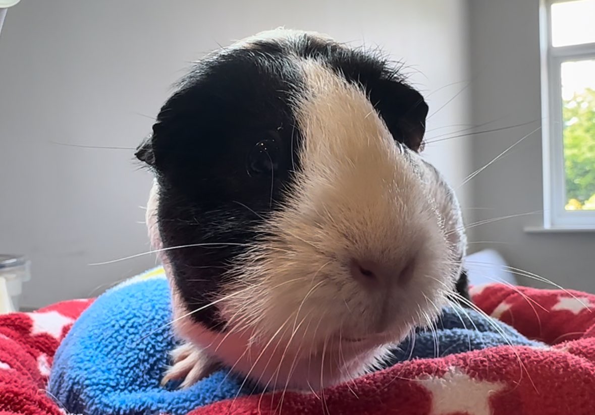 Beautiful Holly ❤️ #guineapigs