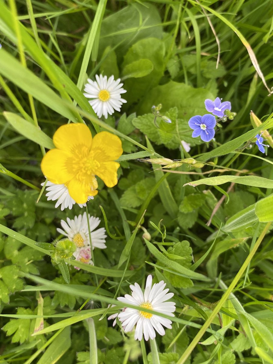 seed_ball's tweet photo. No Mow May is coming to an end… but why not continue to help feeding pollinators in #LetItBloom #June 😍🐝 https://t.co/4RixMIUTJb