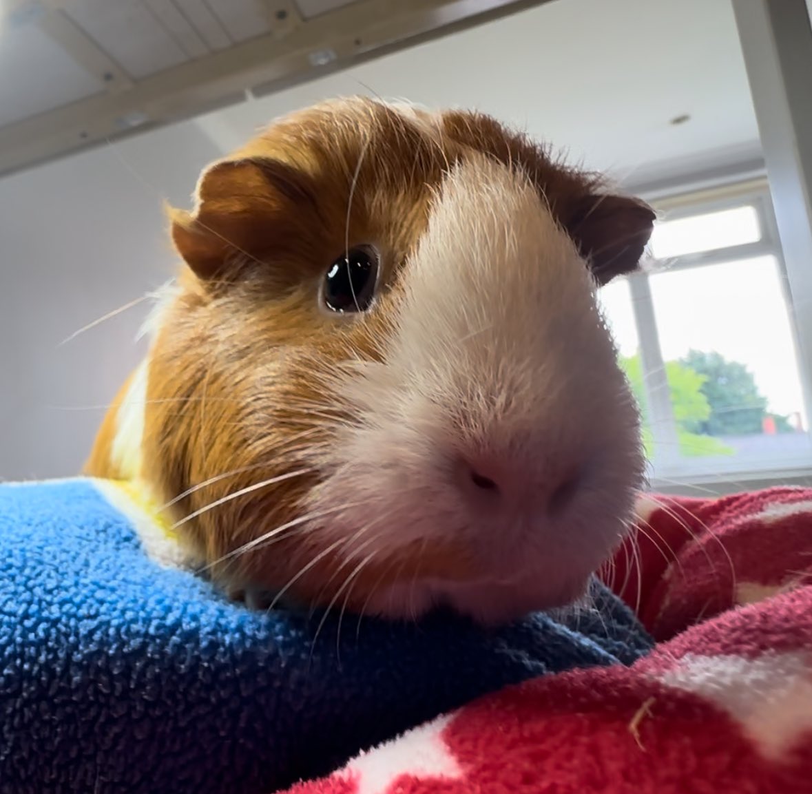 Claire ❤️ #guineapigs